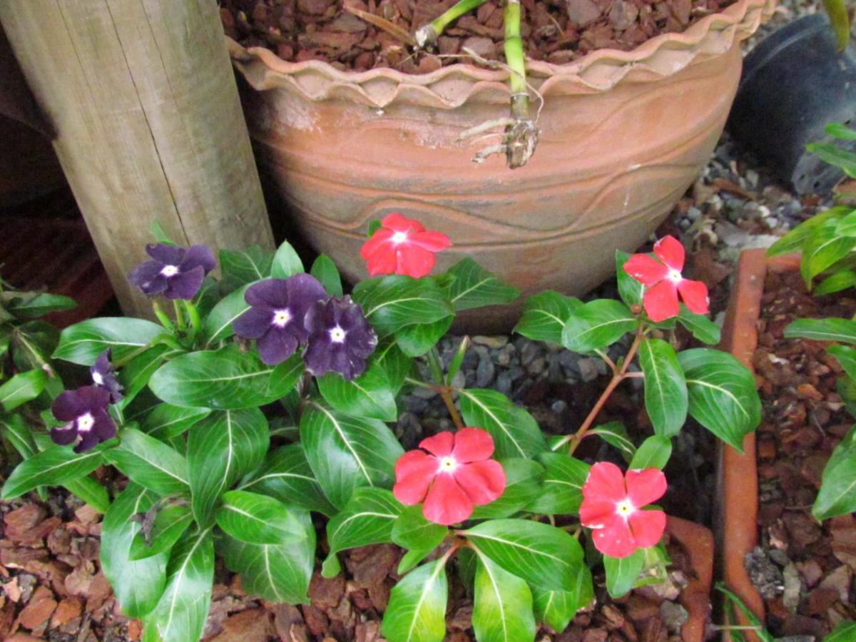 Mi Jardin Encantado Villa Exterior photo