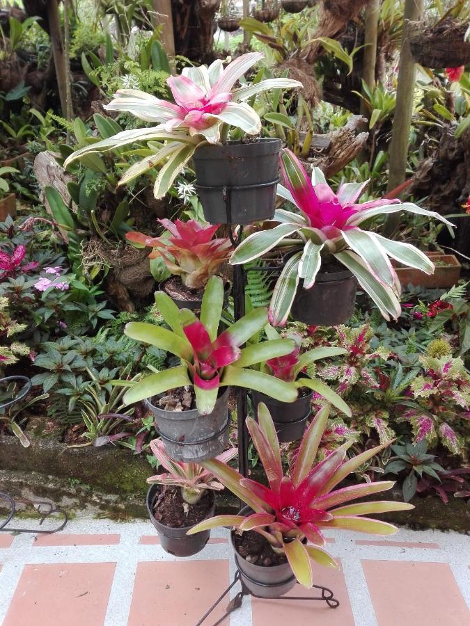 Mi Jardin Encantado Villa Exterior photo